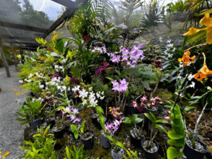 Nadi Sightseeing Tour