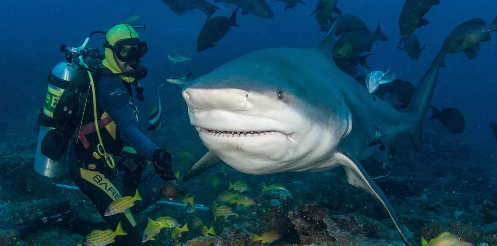 beqa shark dive 2
