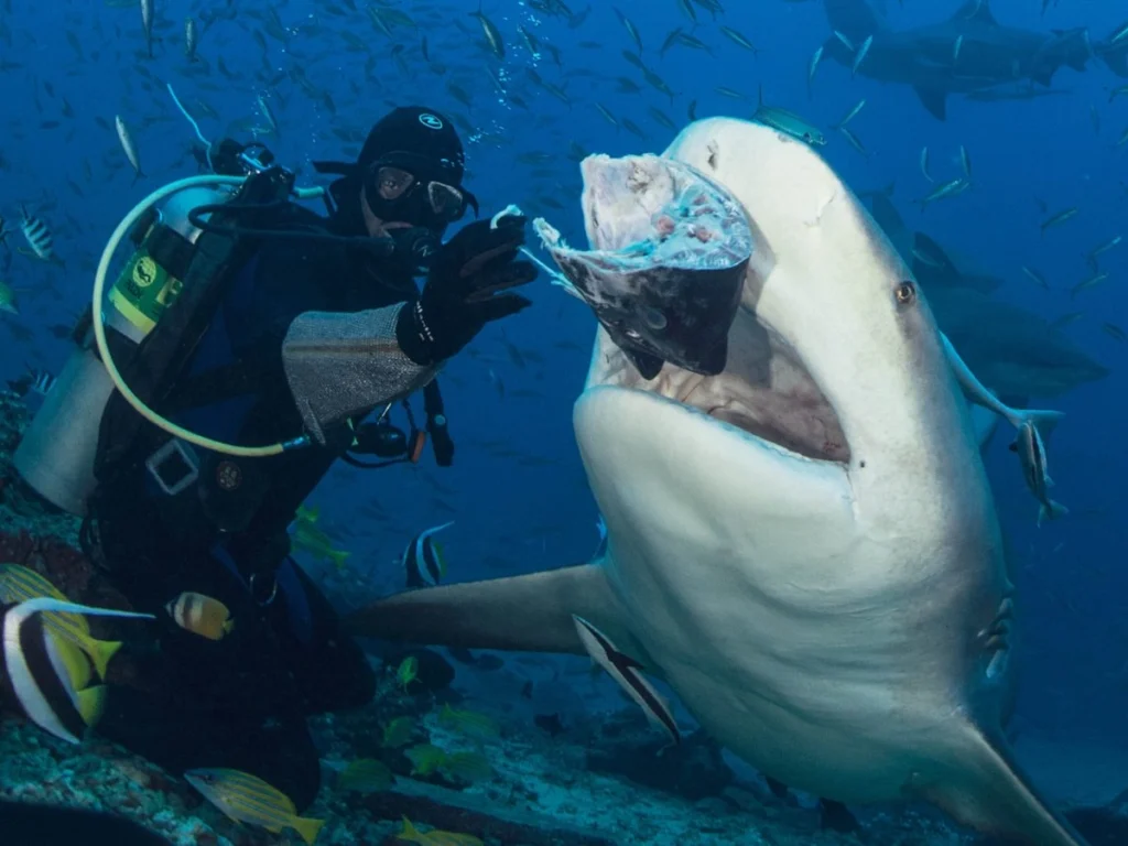 shark dive fiji