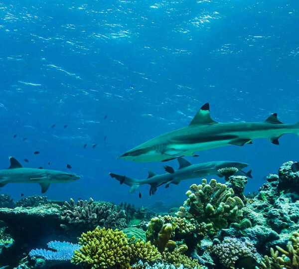 best fiji tours
