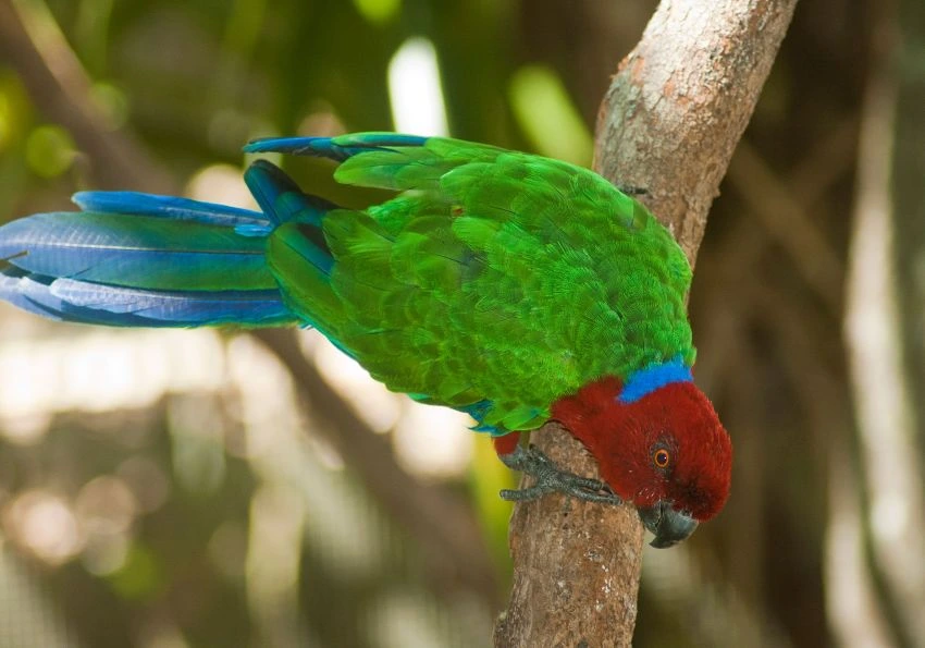 Kula Wild Adventure Park Fiji: A Family-Friendly Guide to Kula Eco Park