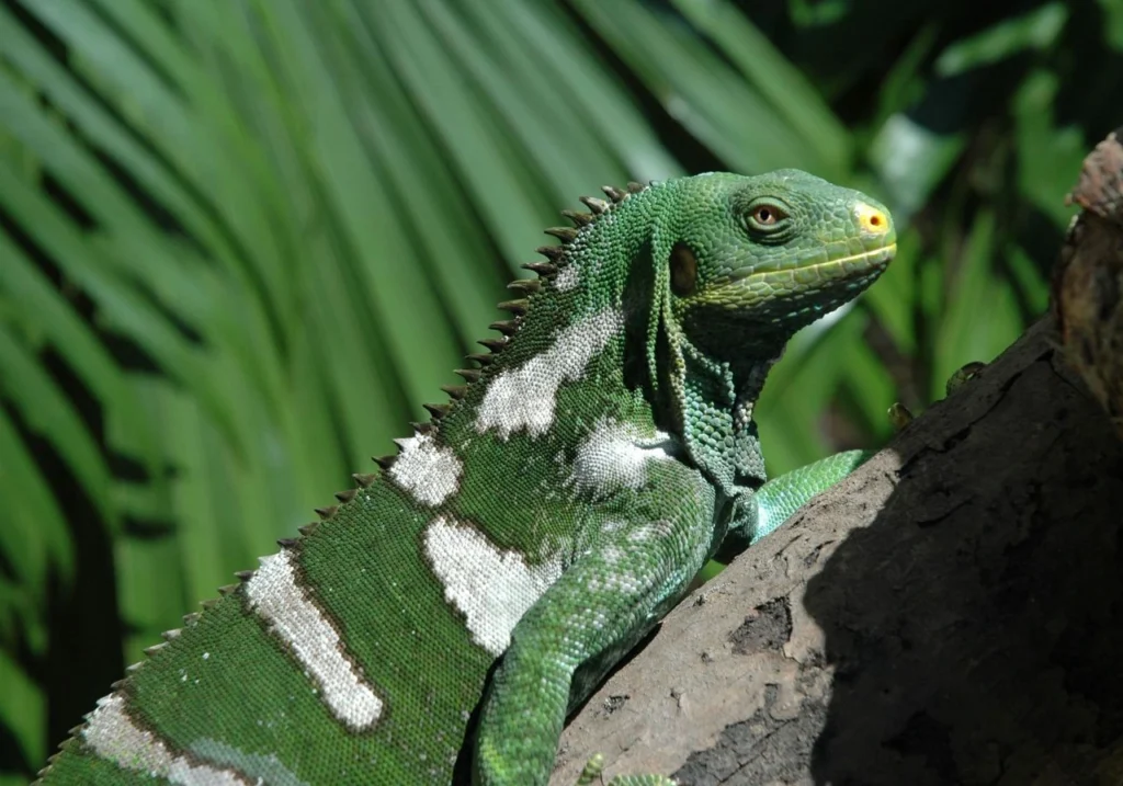 Kula Wild Adventure Park Fiji: A Family-Friendly Guide to Kula Eco Park