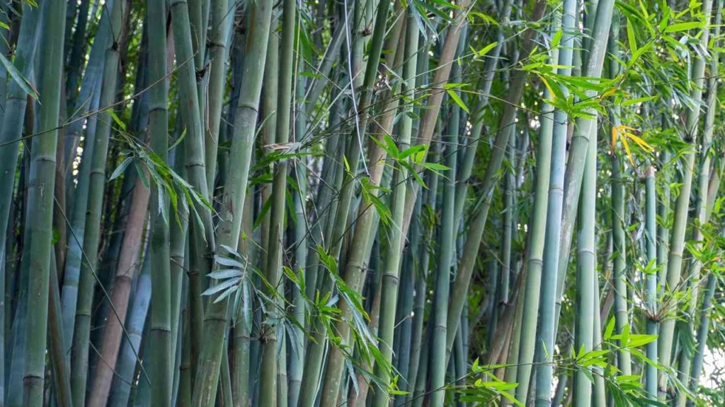 Fiji Rafting: A Complete Guide to Bamboo Rafting in Pacific Harbour