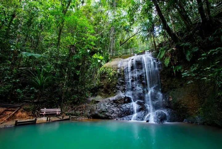 Colo-I-Suva Forest Park Colo-I-Suva Forest Park - Suva Fiji’s Cool Green Escape