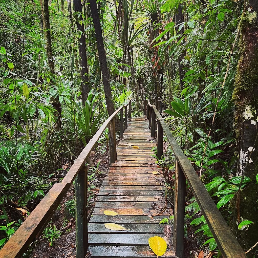 Colo-I-Suva Forest Park