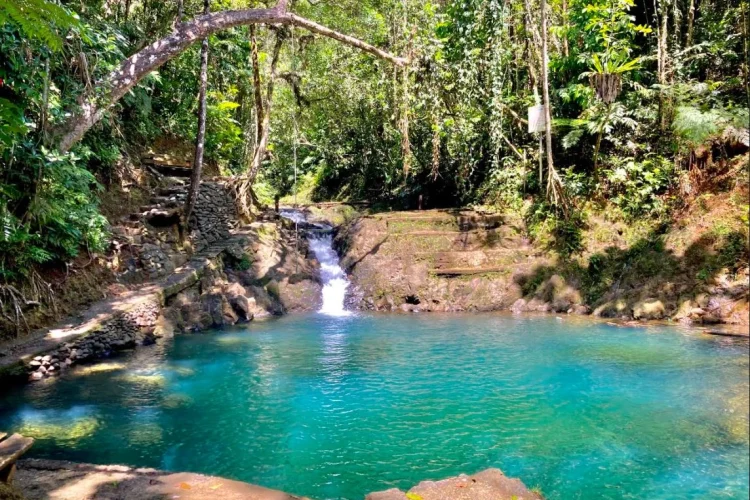 Colo-I-Suva Forest Park